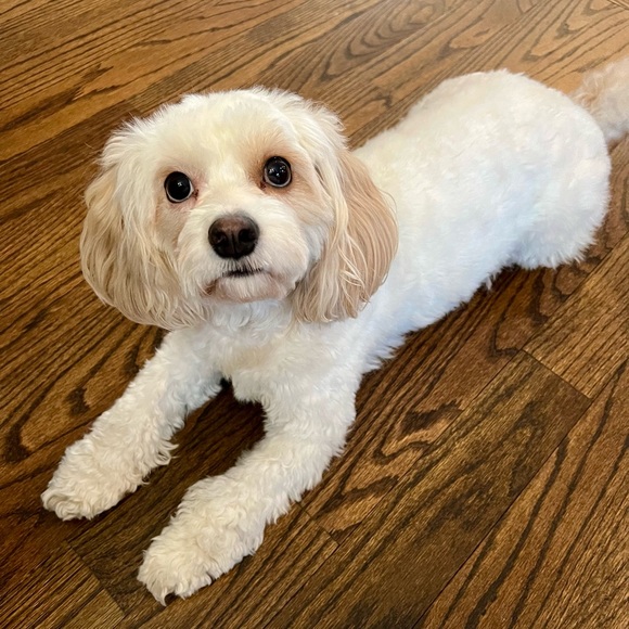 Meet your Posher, Lindsey - Picture 4 of 4